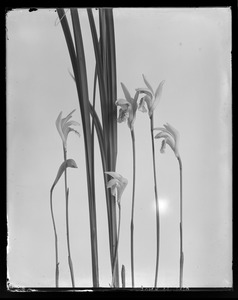 Arethusa bulbosa