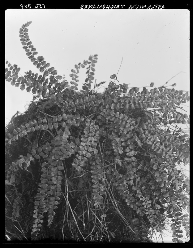 Asplenium trichomanes