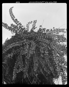 Asplenium trichomanes