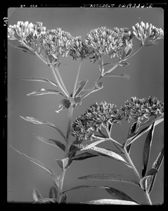 Asclepias tuberosa