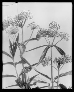 Asclepias tuberosa