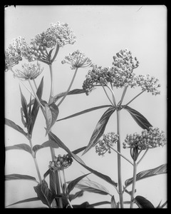 Asclepias tuberosa