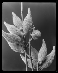 Asclepias pods