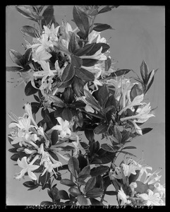 Rhododendron vicosum