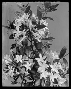 Rhododendron vicosum