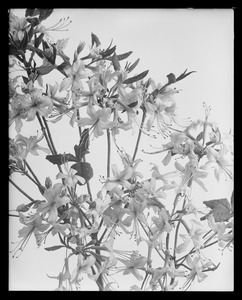 Rhododendron nudiflorum