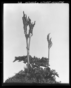 Botrychium ternatum var. dissectum