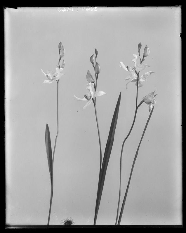 Calopogon pulchellus