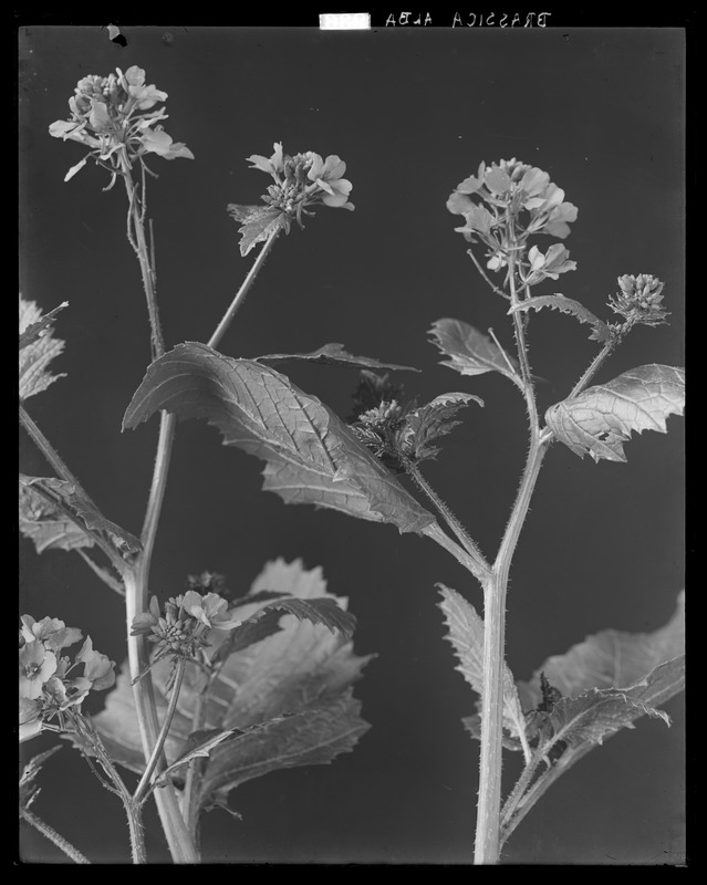Brassica alba Digital Commonwealth