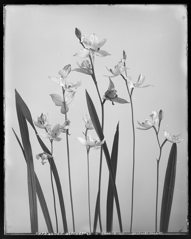 Calopogon pulchellus