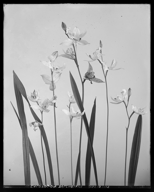 Calopogon pulchellus