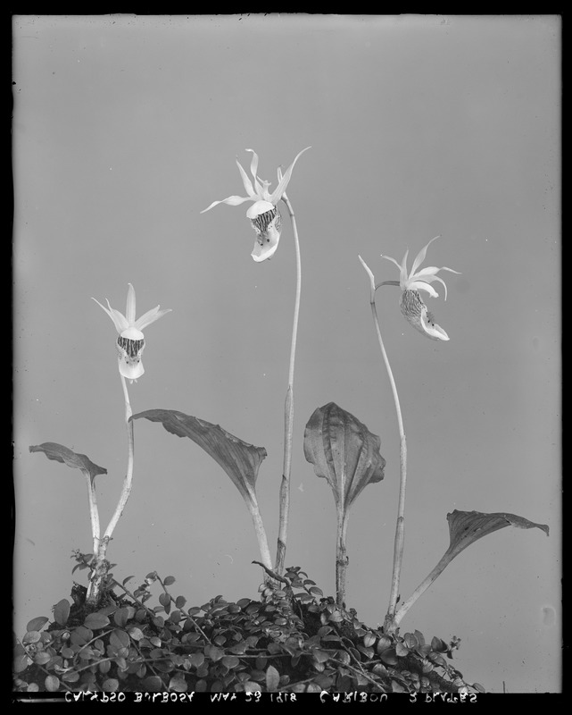 Calypso bulbosa