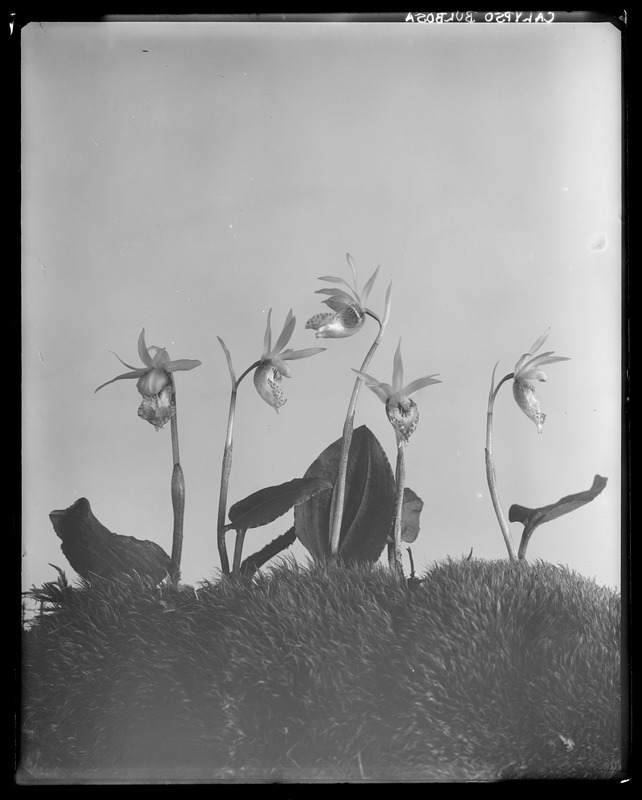 Calypso bulbosa