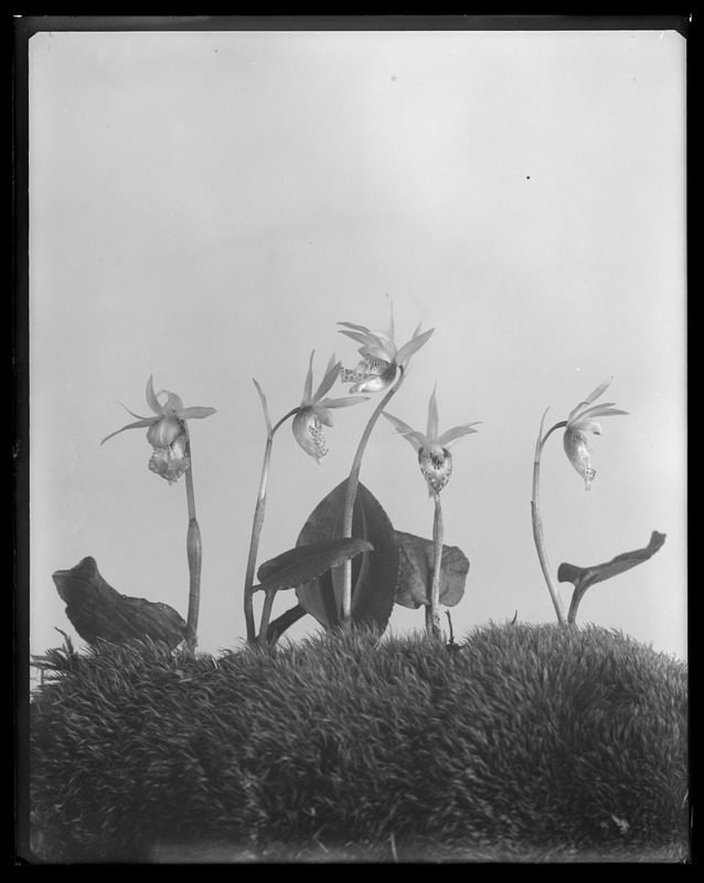 Calypso bulbosa