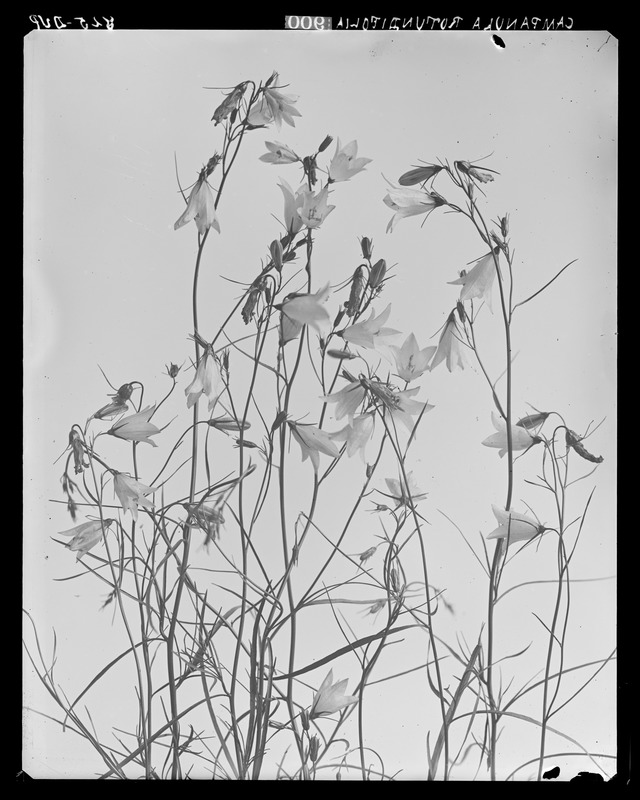 Campanula rotundifolia