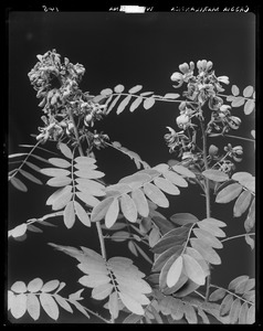 Cassia marilandica