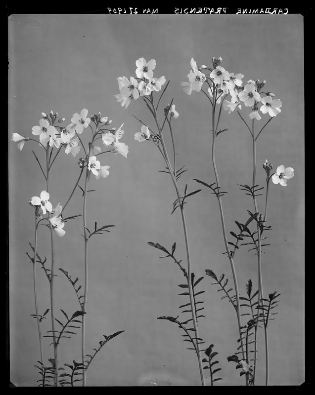 Cardamine pratensis