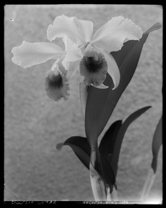 Cattleya trianae