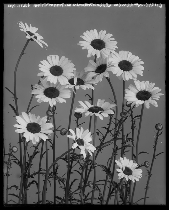 Chrysanthemum leucanthemum