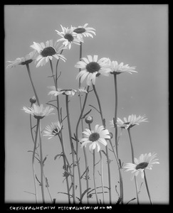 Chrysanthemum leucanthemum