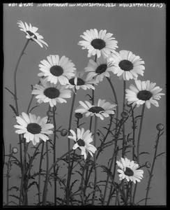 Chrysanthemum leucanthemum