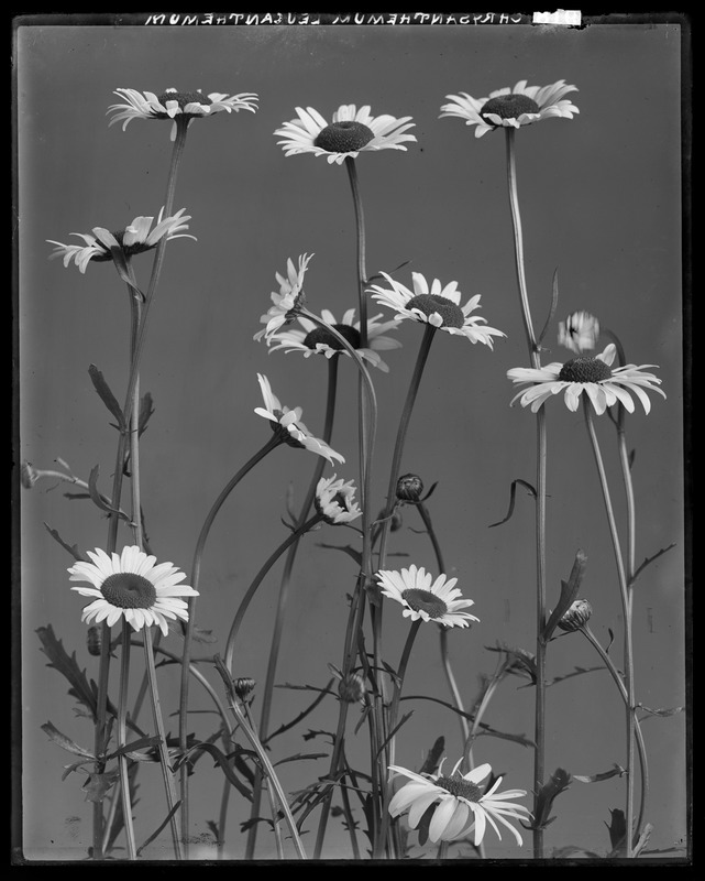 Chrysanthemum leucanthemum