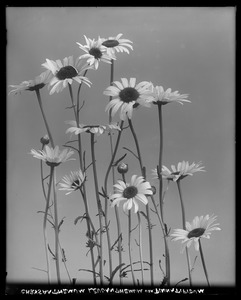 Chrysanthemum leucanthemum