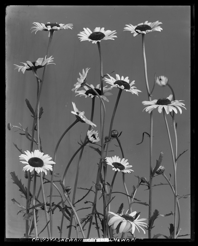 Chrysanthemum leucanthemum