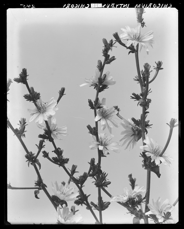 Cichorium intybus