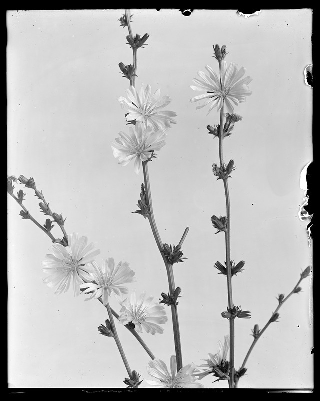 Cichorium intybus