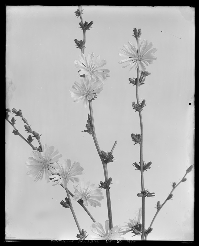 Cichorium intybus