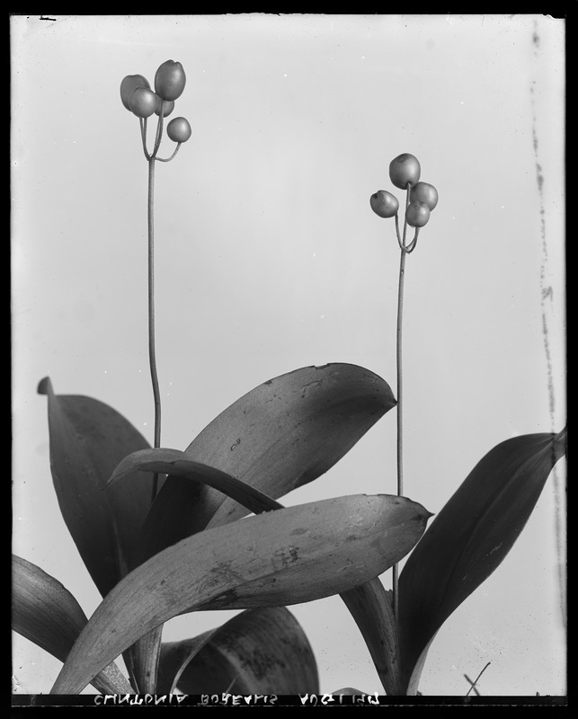 Clintonia borealis