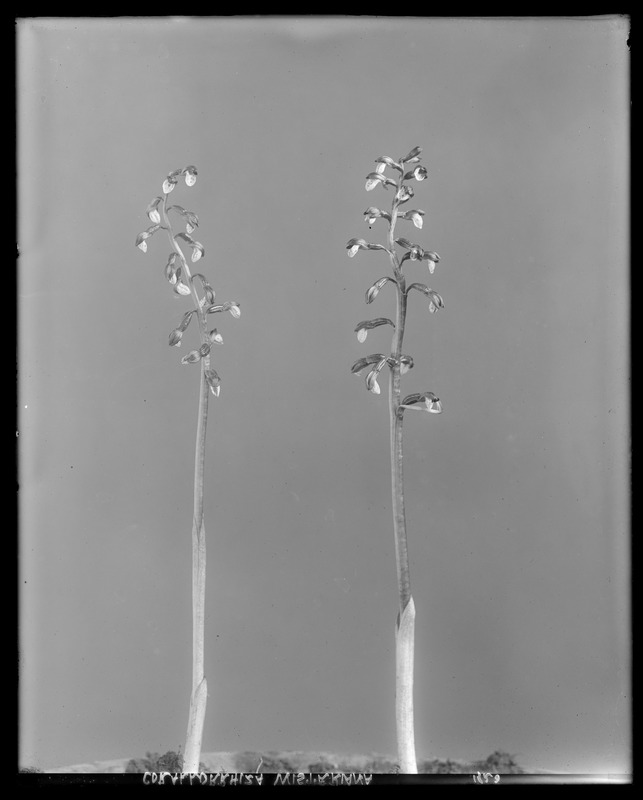 Corallorhiza wisteriana