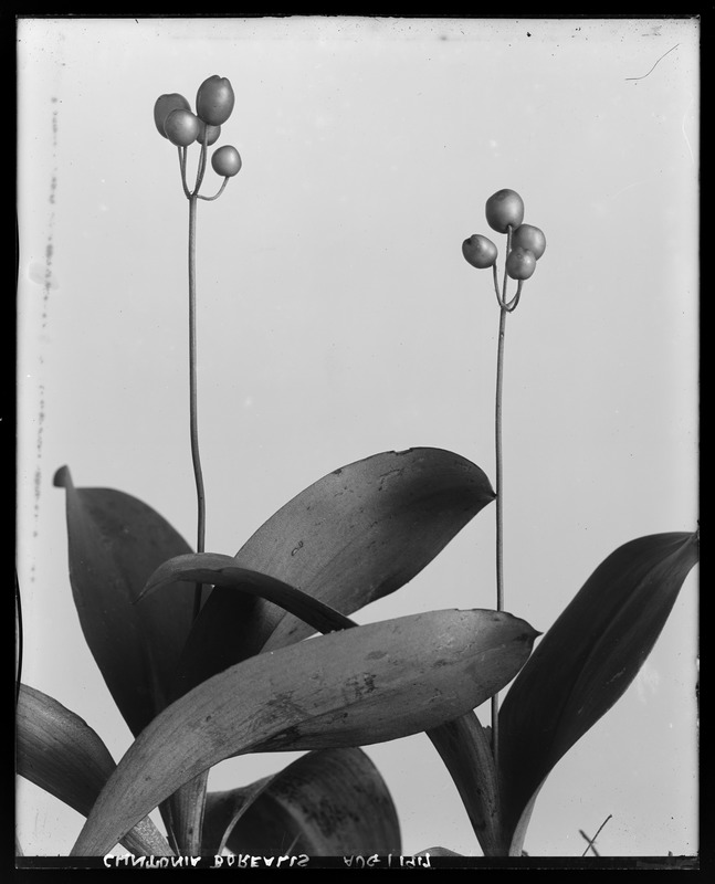 Clintonia borealis