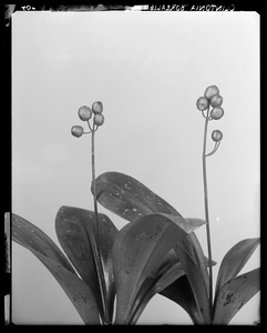 Clintonia borealis