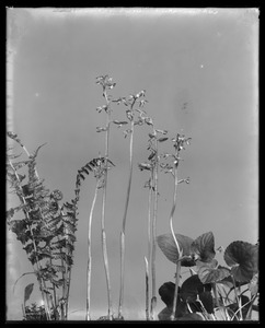 Corallorhiza trifida