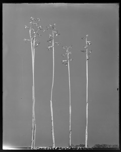 Corallorhiza trifida