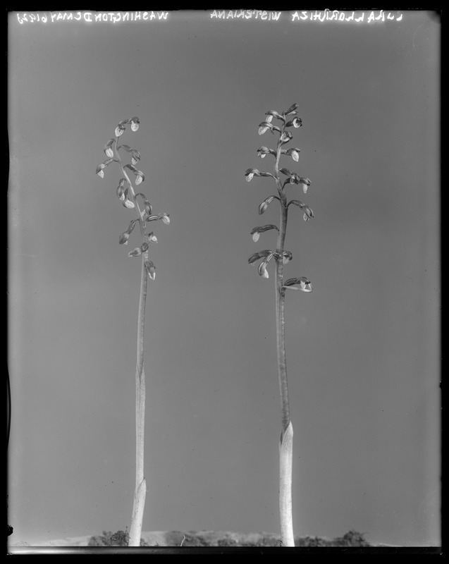 Corallorhiza wisteriana