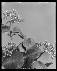 Cornus Rugosa