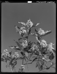Cornus paniculata