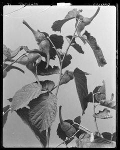 Corylus rostrata