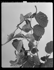 Corylus rostrata