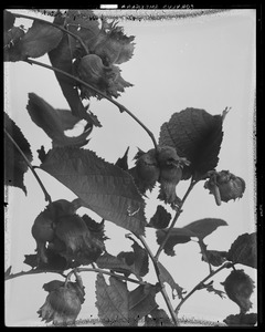 Corylus americana