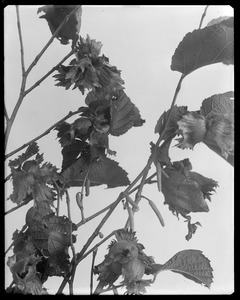 Corylus amomum