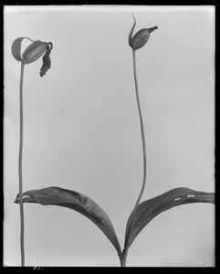Cypripedium acaule