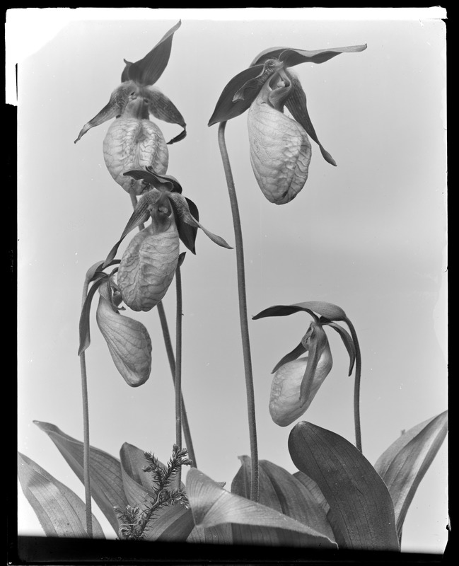 Cypripedium acaule