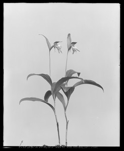 Cypripedium arietinum