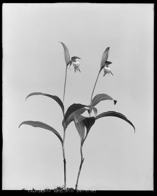 Cypripedium arietinum