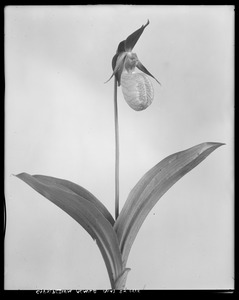 Cypripedium acaule