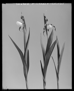 Cypripedium candidum
